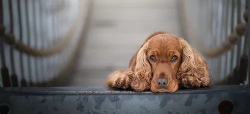 Abandonné dans un bois, un chien retrouvé mort dans sa niche à...