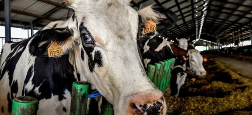 Un cas de tuberculose détecté dans un élevage du Pas-de-Calais :...