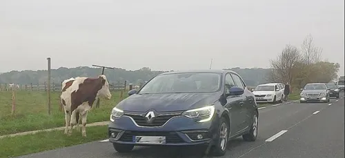 Marguerite sème la pagaille sur les routes