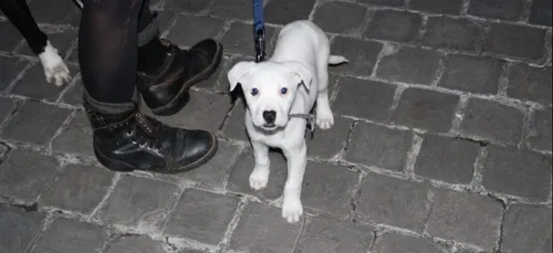 Lille : les animaux de la rue ont besoin de vous