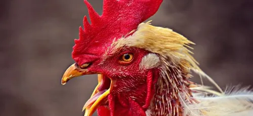 Boursin (62) : les coqs Gilles et Bébert font trop de bruit, les...