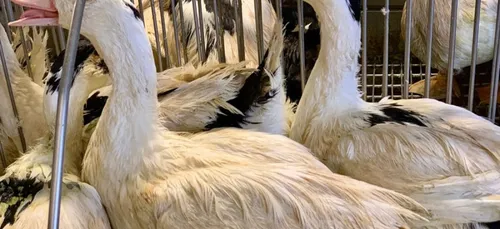 180 canards morts après une action militante contre un producteur...