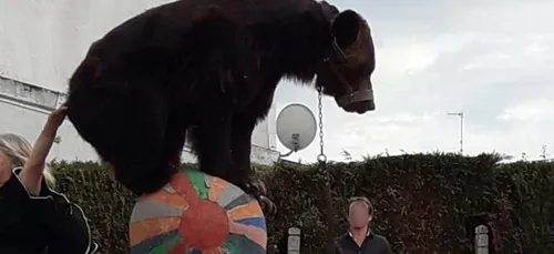 L'appel d'urgence des soigneurs après la mort de l'ours Mischa