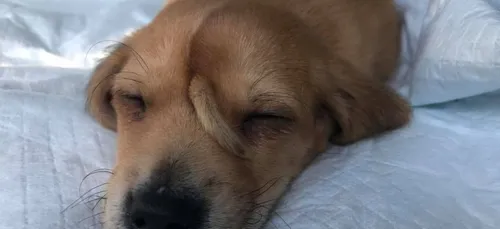 Insolite : un "chiot licorne" naît avec une petite queue sur le front