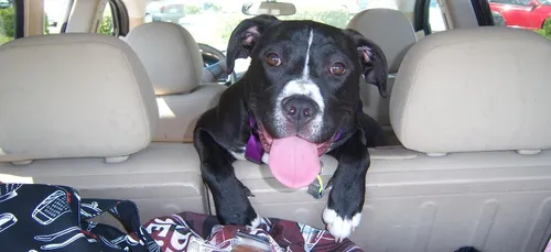 Attention aux vols d'animaux, en recrudescence