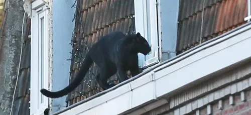 La panthère d'Armentières, un "gros bébé affectueux" d'après son...