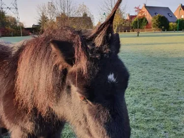 Une licorne aperçue à Hallennes-lez-Haubourdin ?