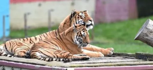 Bellewaerde : les tigres Kiara et Mira sont morts