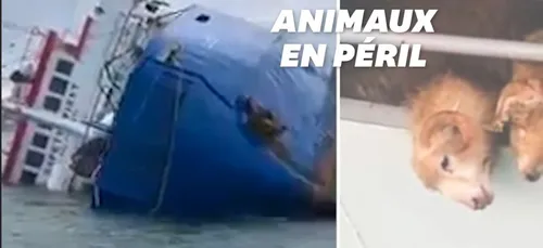 14 600 moutons pris au piège d’un navire échoué en mer Noire (Vidéo)