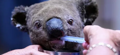 Lewis, le koala sauvé des flammes en Australie est mort