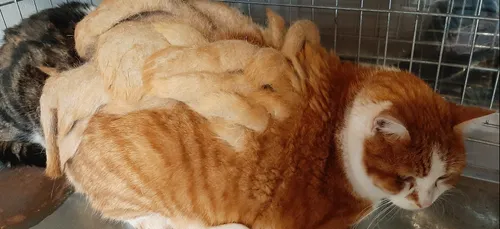 Un chat abandonné retrouvé avec plus d'1 kg de dreadlocks sur le dos