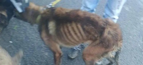 Picardie : quatre chiens trouvés dans un état lamentable, sans eau...