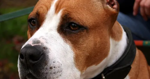 Un enfant de deux ans mordu au visage dans le Boulonnais