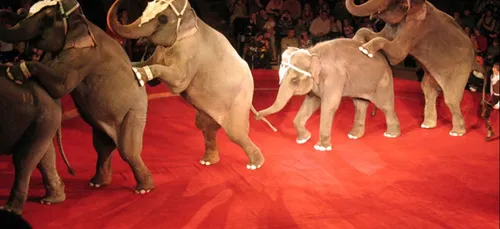 Dunkerque décide de ne plus accueillir des cirques présentant des...