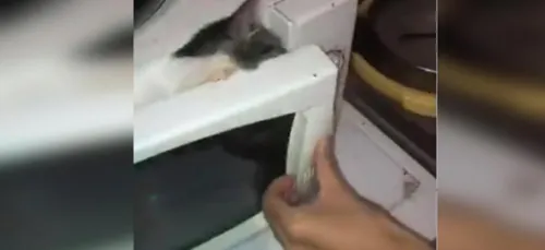 Appel au calme suite au chaton torturé à Dunkerque