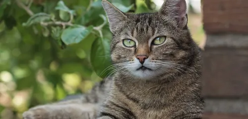 Qui tire sur les animaux à Châlons-en-Champagne ?