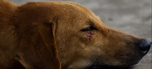 Pas-de-Calais : un homme poursuivi pour avoir tué le chien de son...