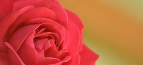 Saint-Valentin chez Ilévia : Distribution de roses à la sortie de...