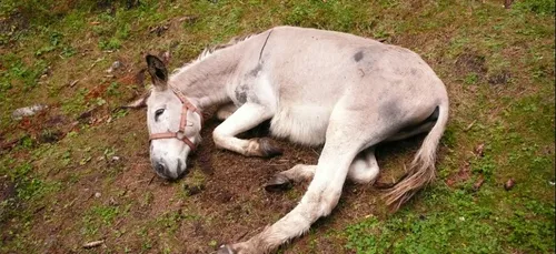 Un âne sauvé par les pompiers du Nord