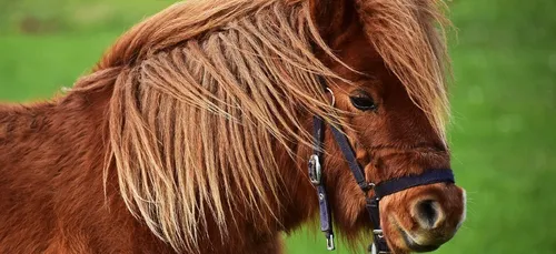 A qui appartient le poney de Laon ?