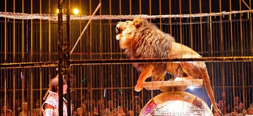 Manifestation contre les animaux sauvages dans les cirques à...