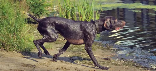 Une adolescente mordue au visage par son chien à Mametz