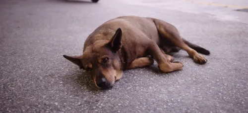 Un chien testé positif au Coronavirus