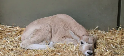 Carnet rose au Zoo d'Amiens : naissance d'une antilope à nez tacheté