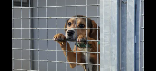 Confinement : la SPA pourrait devoir euthanasier « des milliers...