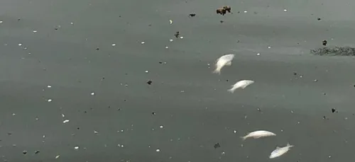 Des centaines de poissons retrouvés morts dans l'Escaut