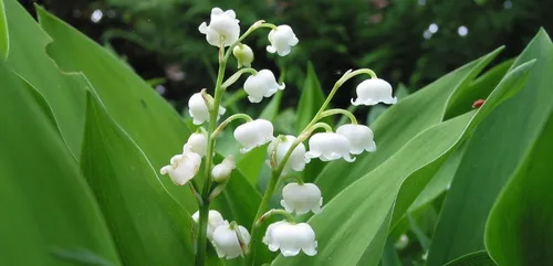 Trouverez-vous du muguet pour le 1er mai ?