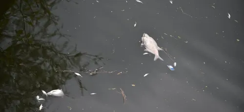 L'Escaut victime d'une "catastrophe écologique"