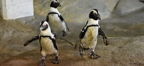 Nausicaá : en début de semaine, plusieurs petits manchots ont vu le...