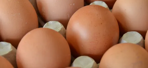 Plus de 500 000 œufs rappelés à cause de salmonelles