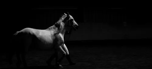 Un cheval retrouvé mort avec l'oreille droite découpée dans la Somme