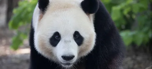 Pairi Daiza : le meilleur zoo d'Europe rouvre ses portes, ce lundi...