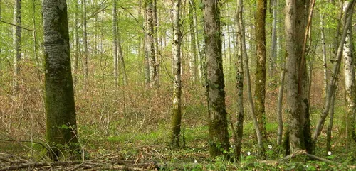 Un exhibitionniste dans le bois du Mont-Saint-Siméon de Noyon