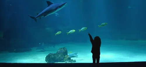 Nausicaá va bien rouvrir au public ce jeudi 4 juin