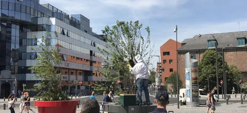 Un essaim de 10 000 abeilles découvert près de la gare Lille-Flandres
