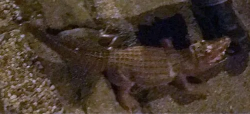 La BAC appelée pour un crocodile aperçu à Amiens