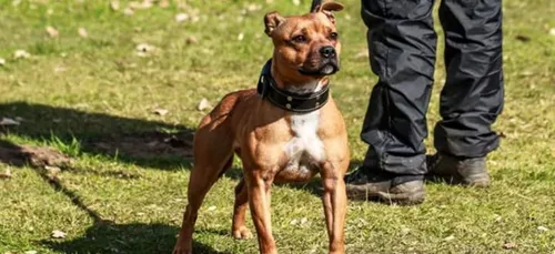 Nouvelle expertise pour Curtis, le chien d'Elisa Pilarski