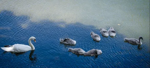 Il volait des cygnes dans le parc du château de Chantilly : un...