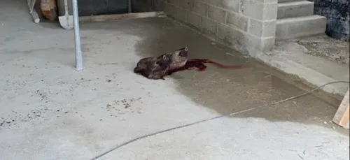 Compiègne : deux têtes de sangliers découvertes sur le chantier de...