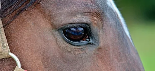 Une ponette retrouvée morte avec l'oreille découpée dans l'Aisne