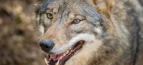 Attaque de mouton dans l'Oise : le responsable est bien un loup