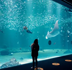 Nausicaá pourrait brader ses prix fin janvier pour les habitants du...