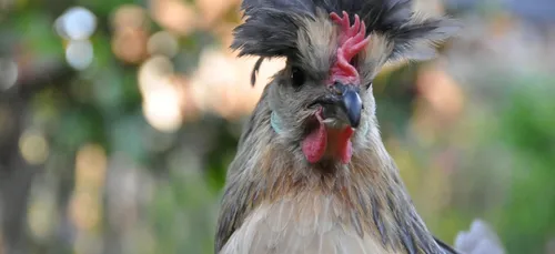 Grippe aviaire : prudence dans la métropole lilloise