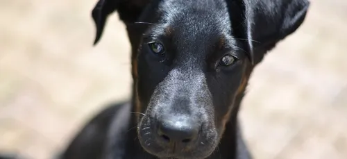 40 chiens, dont 7 chiots, sauvés de la maltraitance près de Saint-Omer