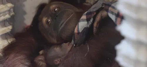 Pairi Daiza annonce la naissance de Mathaï, un petit orang-outan