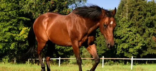 La plupart des mutilations de chevaux serait d'origine naturelle